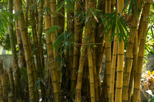 Bamboo Fabric: Comparing Bamboo Viscose, Rayon, and Lyocell Material